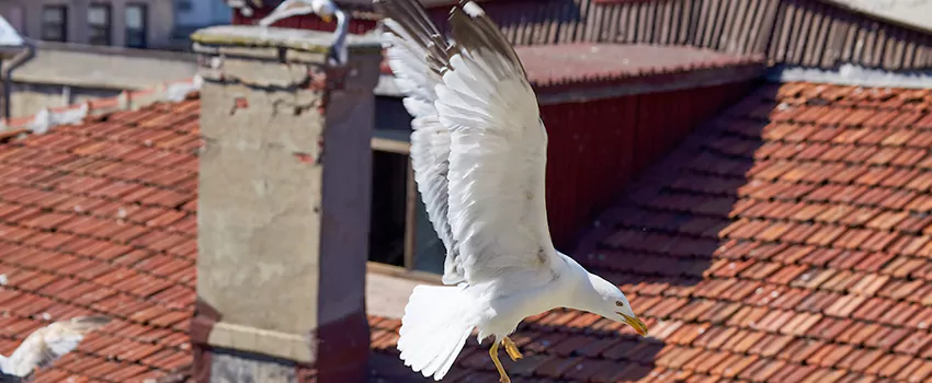 Residential Chimney Animal Removal Solution in Irvine, CA